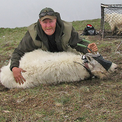 Bill Jex assessing the health of a captured mountain goat